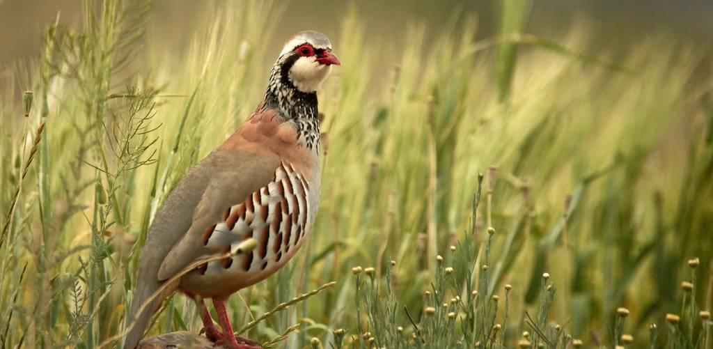 Les qualités de notre perdrix rouge Santa Rosalía 1 Perdrix rouge