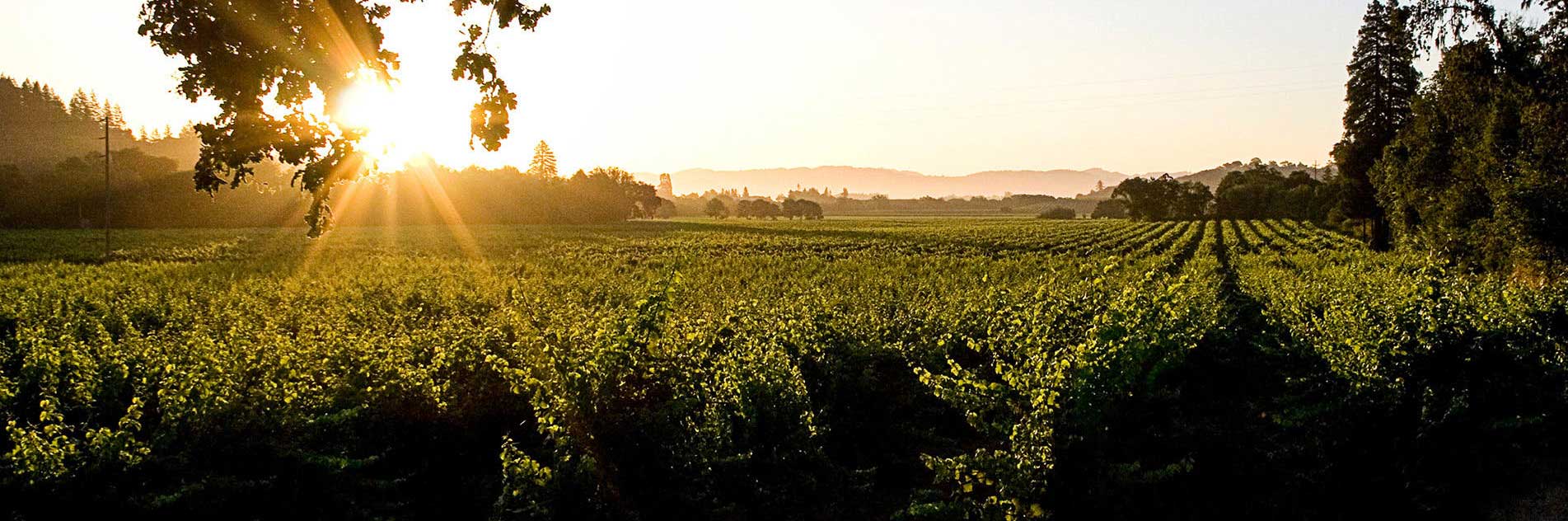 Viñedos Finca Santa Rosalía