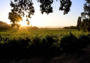 Vignobles