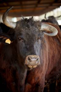 Le wagyu Santa Rosalía arrive chez Harrods à Londres 3 MG7117