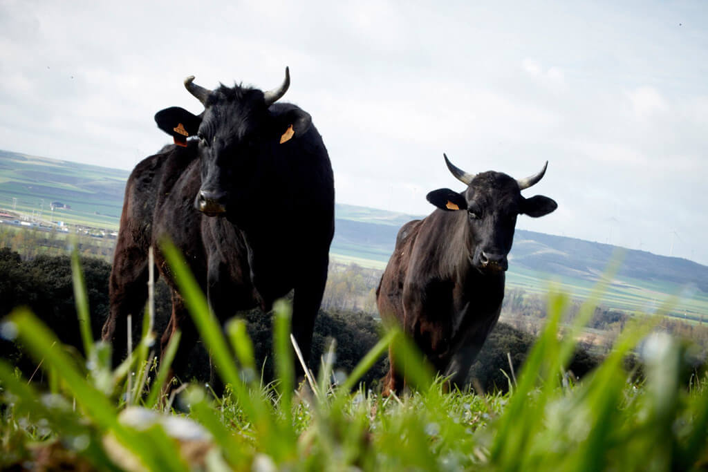 Bœufs Wagyu à la ferme Santa Rosalia à Vizmalo Burgos 2