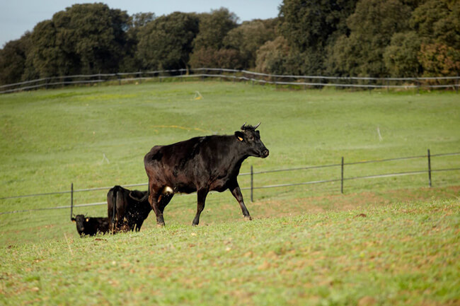 Bovins Wagyu à la ferme Santa Rosalia à Vizmalo Burgos
