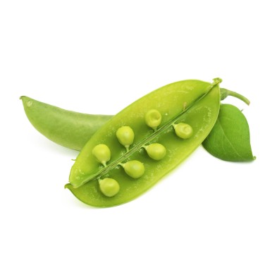 Buy Teardrop Pea with Pod - Finca Santa Rosalía
