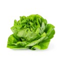 Finca Santa Rosalia Green Lettuce