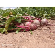 Botte de betteraves de la ferme Santa Rosalía
