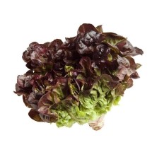 Lechuga roble de agricultura ecológica en la Finca Santa Rosalía