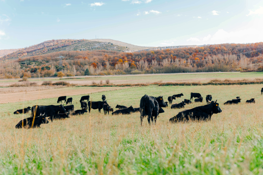 finca-santa-rosalia-crianza-wagyu.jpg