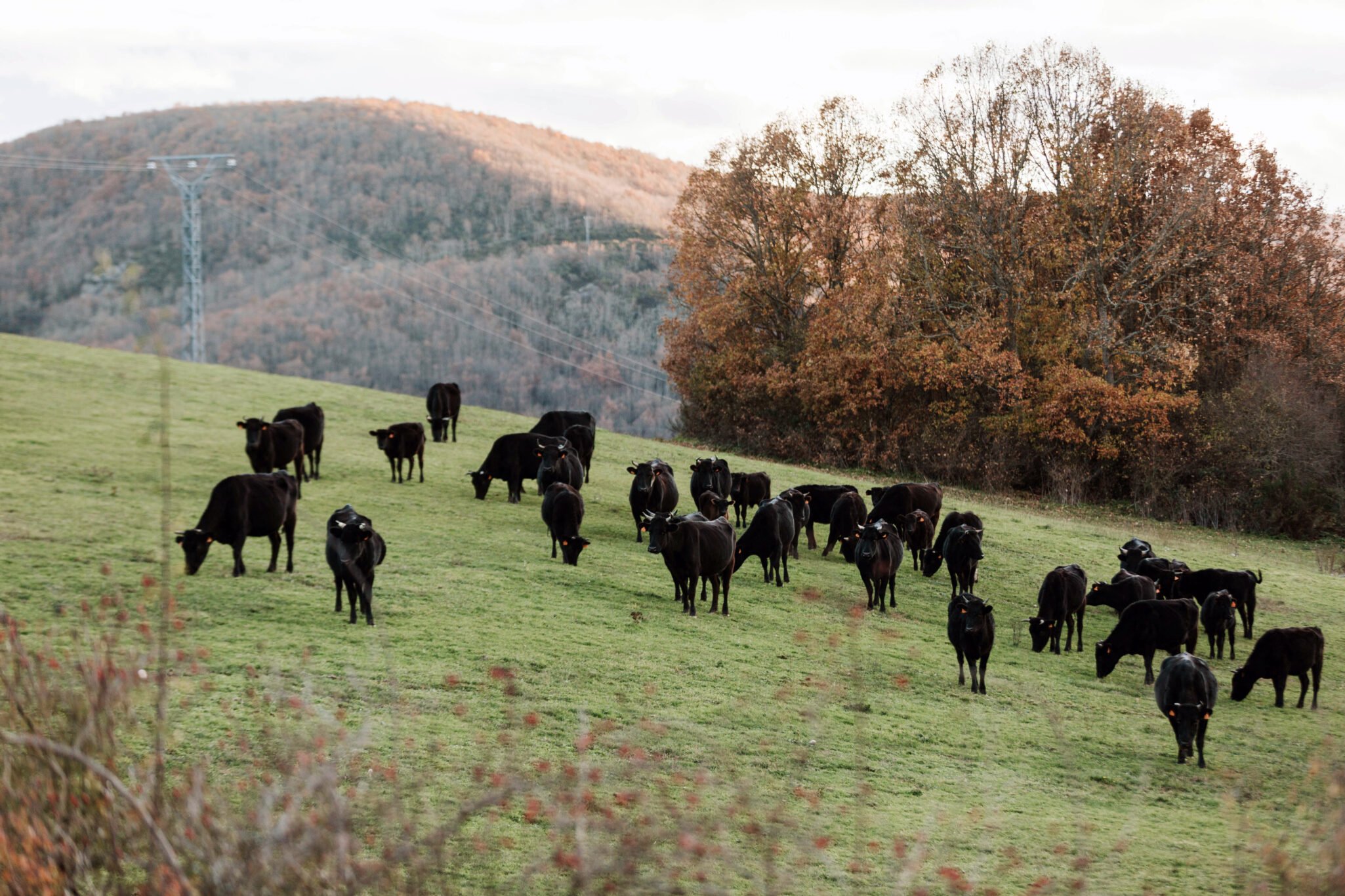 Wagyu Finca Santa Rosalía