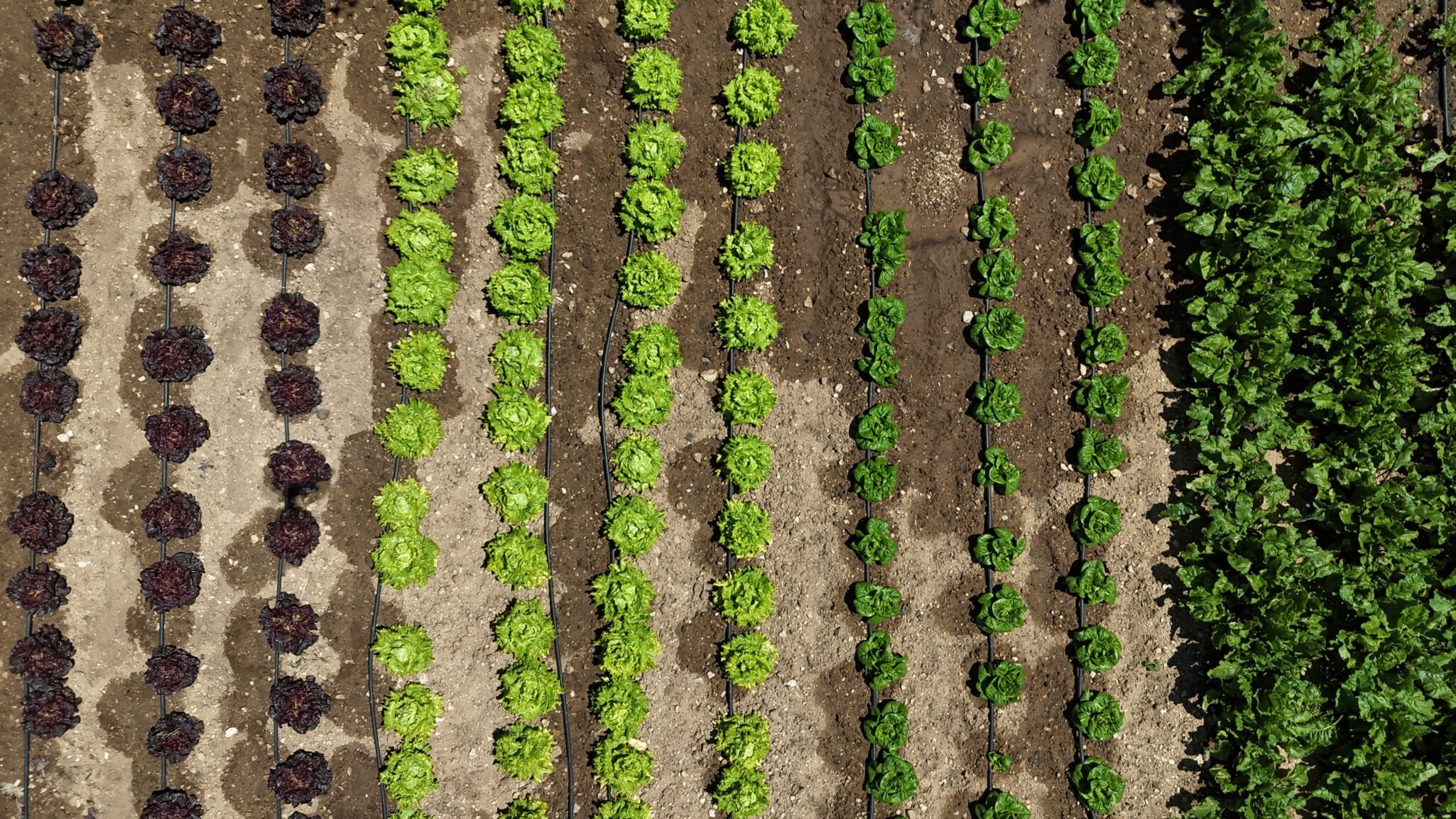 Huerta KM0 Finca Santa Rosalía